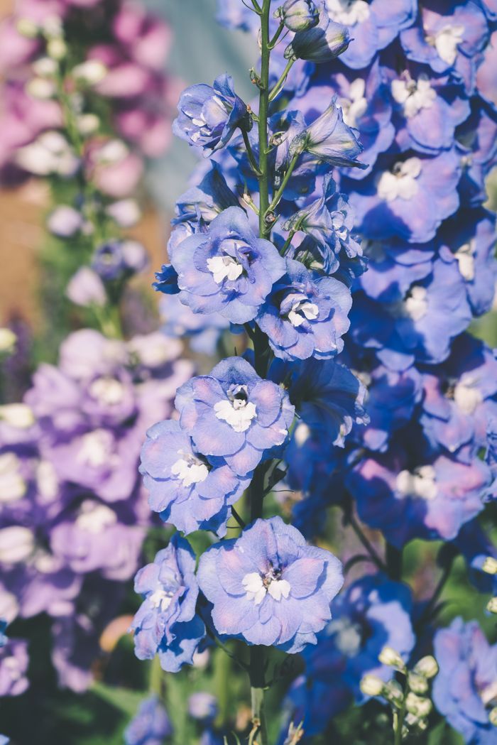 Home Beautiful blue and purple delphinium flowers blooming under sunlight, creating a vibrant garden scene.