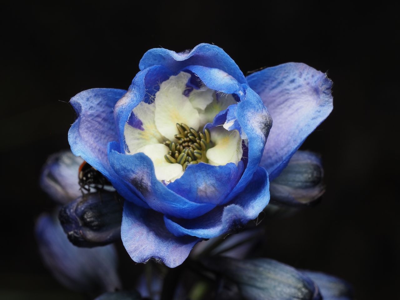 Home Macro shot of a vibrant blue delphinium flower, highlighting its intricate details.