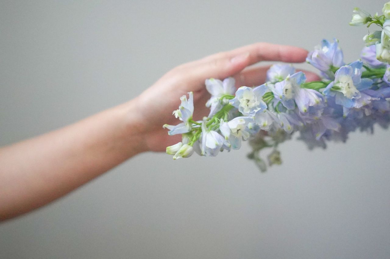 Home Crop anonymous female touching gently blue fresh flowers in blossom on white background