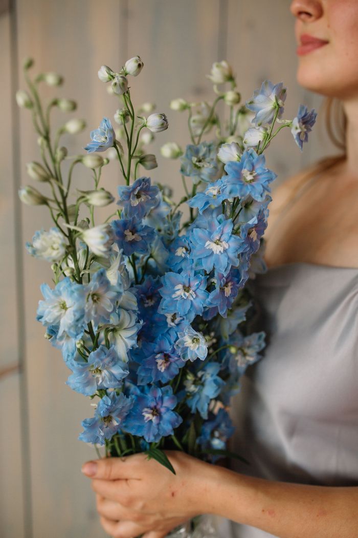 Home A young woman holds a vibrant bouquet of blue delphiniums against a neutral background.